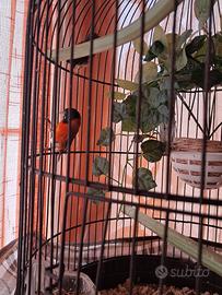 Cardinali del Mozambico