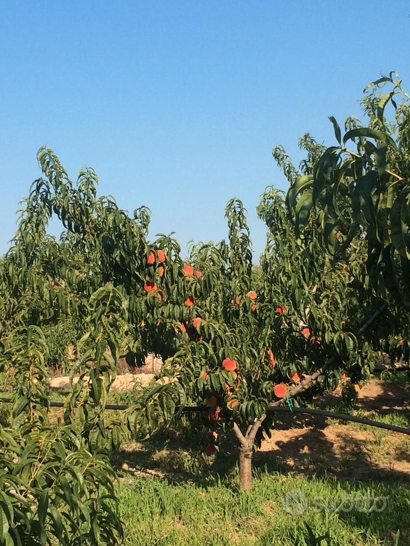 Terreno agricolo - Vista 5