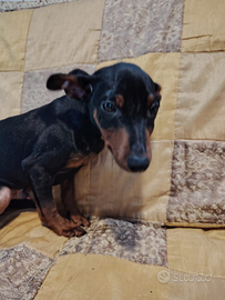 Pinscher
