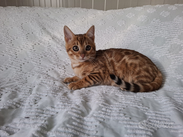 Gattini razza bengala disponibili