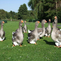 Oche Tolosa pesante del Veneto