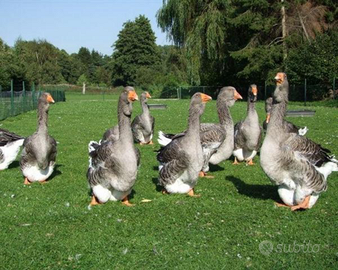 Oche Tolosa pesante del Veneto