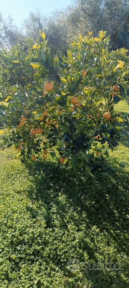 Fiori artificiali - Grandi Vivai, Verbania