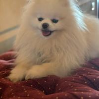 Disponibile per monta