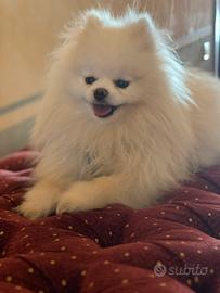 Disponibile per monta