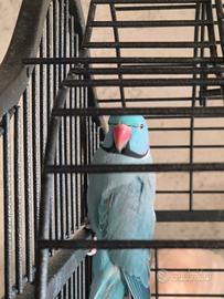 Coppia parrocchetti dal collare