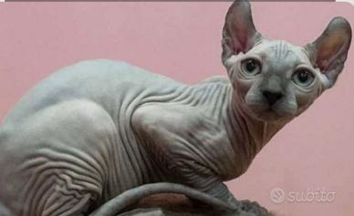 Disponibile GATTO SENZA PELO