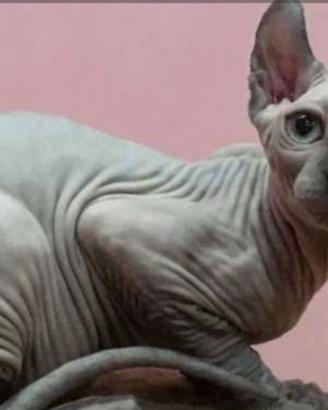 Disponibile GATTO SENZA PELO