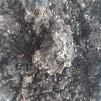 Collemboli sp. Ghana