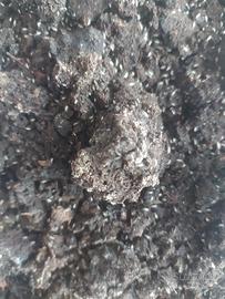 Collemboli sp. Ghana