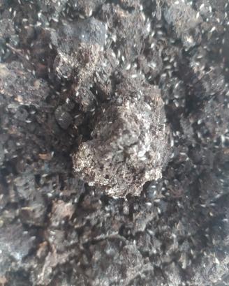 Collemboli sp. Ghana