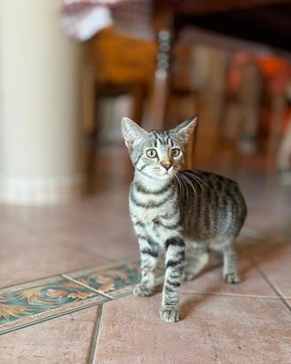 Gattini teneri e affettuosi