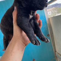 Cuccioli cane CORSO
