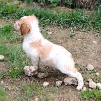 Breton maschio pedigree enci
