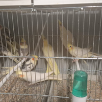 Calopsiti pronte cova