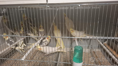 Calopsiti pronte cova