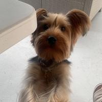 Yorkshire terrier maschio per accoppiamento