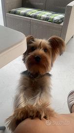 Yorkshire terrier maschio per accoppiamento