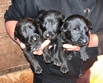 Cuccioli di pastore olandese