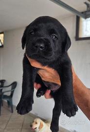 Labrador cuccioli