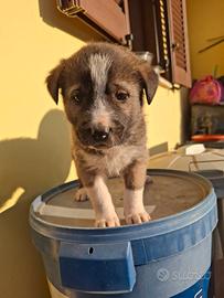 Pastore dell'Asia Centrale