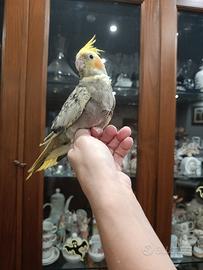 Calopsiti allevati a mano