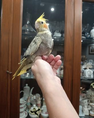 Calopsiti allevati a mano