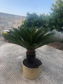 Cycas ornamentale per ville