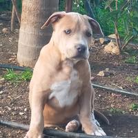 Cuccioli Pitbull