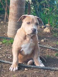 Cuccioli Pitbull