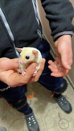 Baby Petauro dello zucchero
