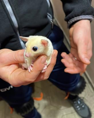 Baby Petauro dello zucchero