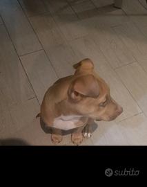 Pitbull cucciolo