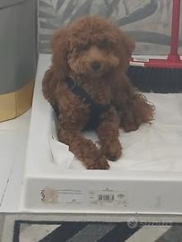 Cane barboncino