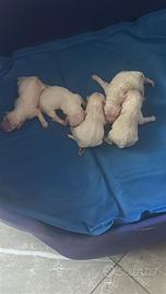 Maltesini cuccioli