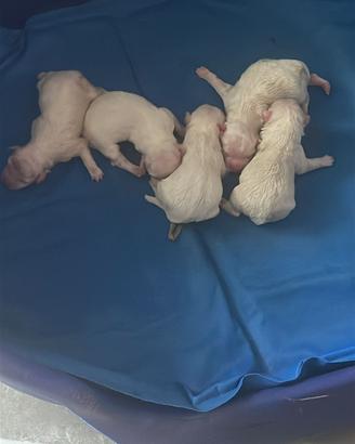 Maltesini cuccioli