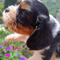 Cavalier king cuccioli