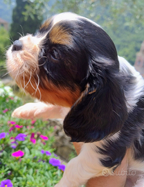 Cavalier king cuccioli