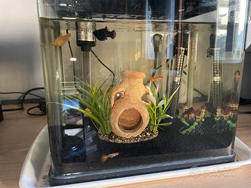 Acquario billy 16 con pesci
