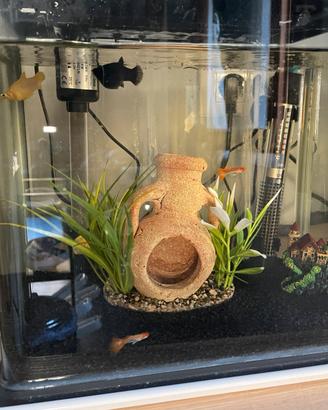 Acquario billy 16 con pesci