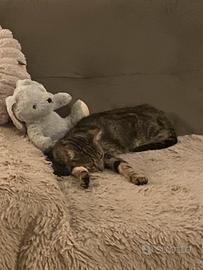 Gattina 5 mesi