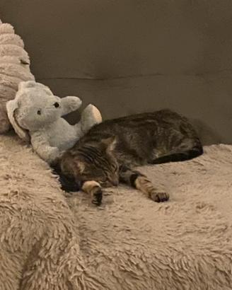 Gattina 5 mesi