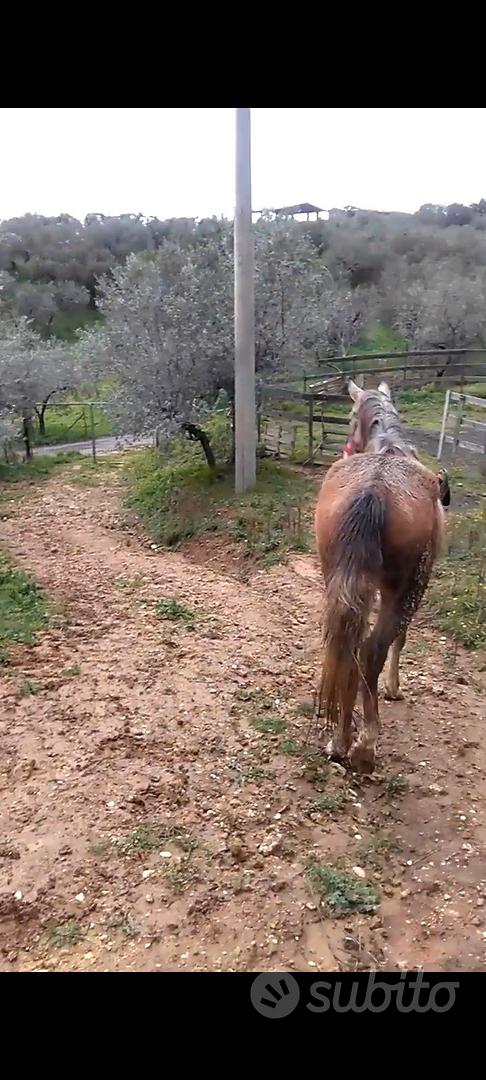 Terreno Uliveto - Altro