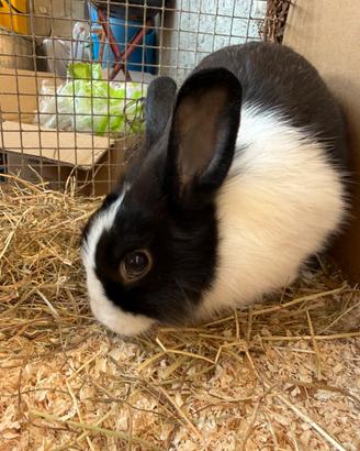 Annunci Animali Sardegna - Regalo e regalo animali e cuccioli Sardegna ...