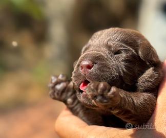 Labrador retriver