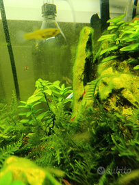 Caridine var. Red Cherry