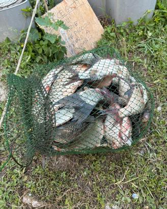Pesce pescato nel fiume Po