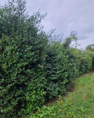 piante di  camelie