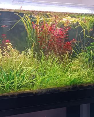 [Esaurito] Lotto piante acquario facili