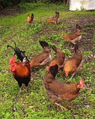 Gallina Siciliana "Coronata"